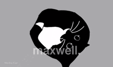maxwell the cat