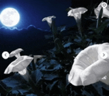 a full moon shines brightly over a lush green field of white flowers