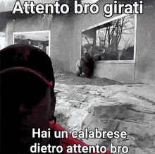a man is looking at a bear through a window with the words attento bro girati hai un calabrese dietro attento bro .