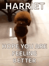 a small brown poodle is walking on a tiled floor with the words `` harriet hope you are feeling better '' .