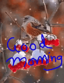 Good Morning Birds GIF - Good Morning Birds GIFs