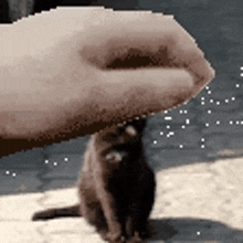 a person is petting a black cat with their finger .