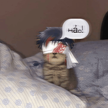 a cat with a bandage on its head has a speech bubble above it that says hao