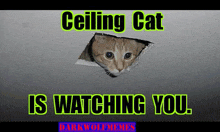 a cat is sticking its head out of a hole in the ceiling ..