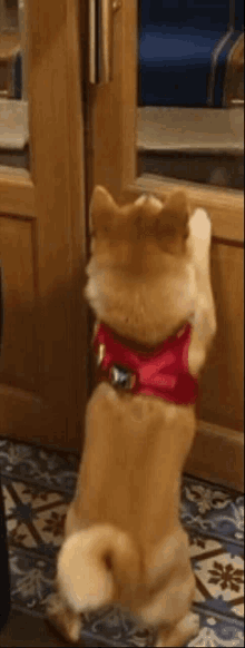Biggie Shiba GIF - Biggie Shiba Dog GIFs