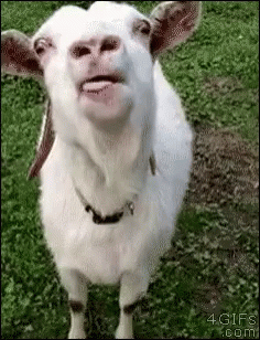 A white goat licking the air