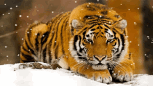 Tiger King Tiger GIF - Tiger King Tiger Snow GIFs