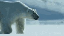 polar bear david attenborough a life on our planet wandering walking