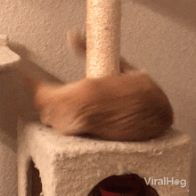 Twirling Cat GIF - Twirling Cat Viralhog GIFs