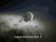 Bob Happy Birthday Bob GIF - Bob Happy Birthday Bob Scallop GIFs