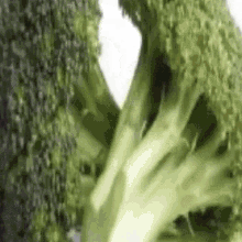 Broccoli GIF - Broccoli GIFs