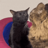 Cat Zone Of Zone Out Cat GIF - Cat Zone Of Zone Out Cat Cat Zoned Out GIFs
