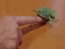 Attack Frog GIF