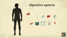 Digestive System Parts GIF - Digestive System Parts Human GIFs
