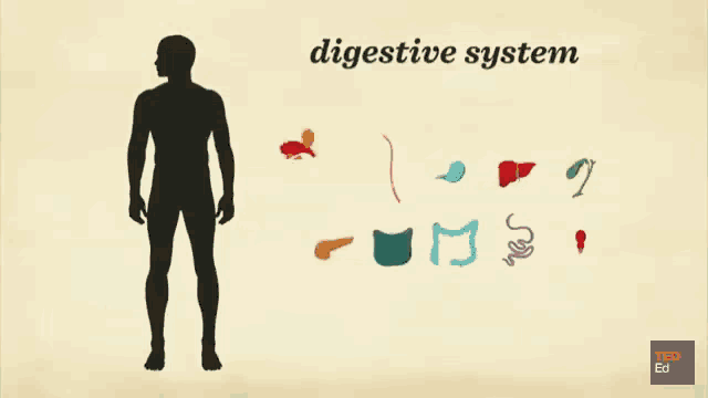 digestive system gif