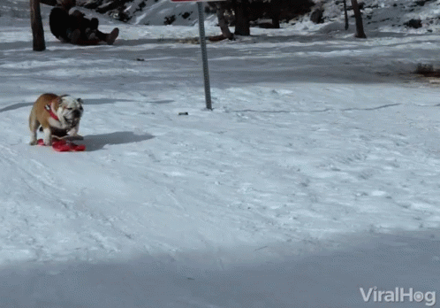 New trending GIF tagged dog snow sliding via…