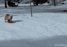 dog sledding on my way coming coming for you sledding