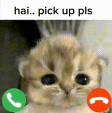 a cat is talking on a phone with a green and red button on its head .