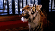 Aladdin Rajah GIF - Aladdin Rajah Tiger GIFs