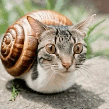 a cat with a snail shell on its head