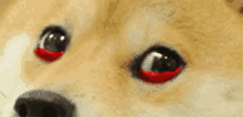 Doge Bleeding Eyes GIF - Doge Bleeding Eyes My Eyes GIFs