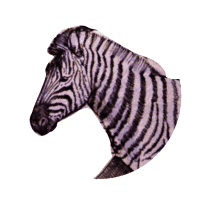 maroon5 zebra