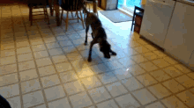No Way Are You Getting Away From Me! GIF - Dog Laser Chase GIFs