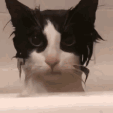 Billzo Drenched Cat Billzo Cat GIF - Billzo Drenched Cat Billzo Cat GIFs