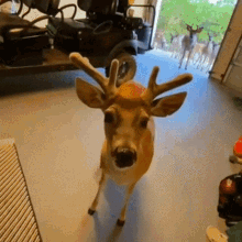 Deer Bambi GIF - Deer Bambi Funny Deer GIFs