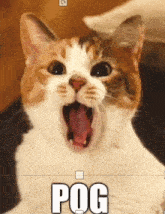 Pog Cat GIF - Pog Cat Sunglasses GIFs