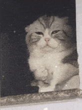 грустный кот GIF