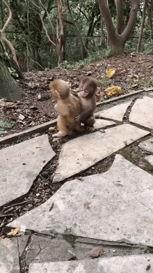 monkies hugging happy monkey hug gassed up shawty