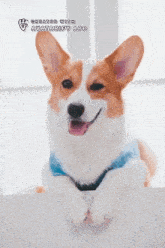 a brown and white dog with the words avatarify app on the top