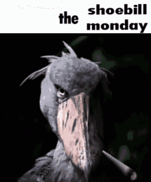 Shoebill Monday GIF - Shoebill Monday The Shoebill Monday GIFs