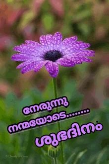 a picture of a purple flower with a message in a foreign language on it
