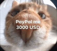 a close up of a cat 's face with paypal me 3000 usd written on it .