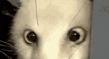 a close up of a cat 's eyes looking at the camera with a surprised look on its face .