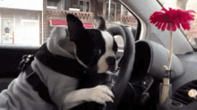 Don'T Let The Dog Drive GIF
