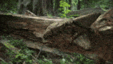 a close up of a dinosaur 's head in a forest