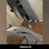 What Whatcat GIF - What Whatcat What Cat GIFs