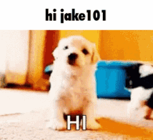 Hi Dog GIF - Hi Dog Jake101 GIFs