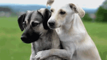 Hug Embrace GIF - Hug Embrace Dogs GIFs