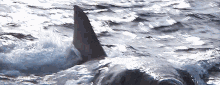 Shark Shark Attack GIF