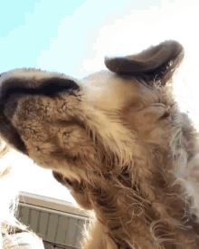 Selfie Dog GIF - Selfie Dog Animal GIFs