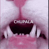 a close up of a cat 's mouth with the words chupala written on it