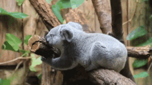 Yum GIF - Koalas Hungry Nomnomnom GIFs