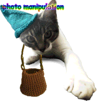 Photo Cat Sticker