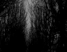 Forest Dark GIF - Forest Dark Gloomy GIFs