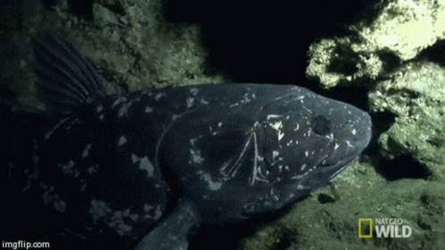 living-fossil-coelacanth.gif