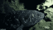 Living Fossil Coelacanth GIF - Living Fossil Coelacanth GIFs